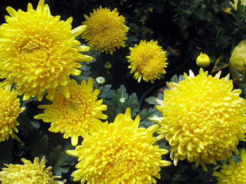 梦见摘菊花是什么意思_梦见黄色菊花，是什么预兆
