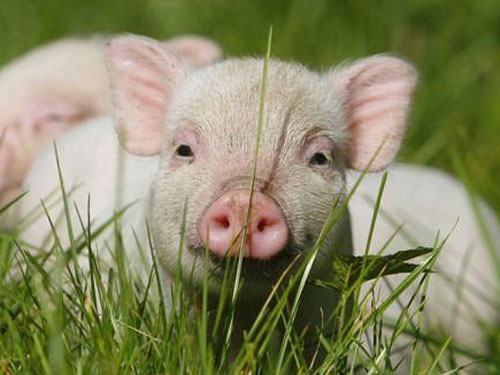 【生肖猪几月份出生最好】生肖猪：1995年出生的属猪人在2016年的运程