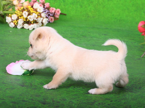 【生肖狗摩羯座的属狗人是什么性格特点】生肖狗：摩羯座的属狗人是什么性格？