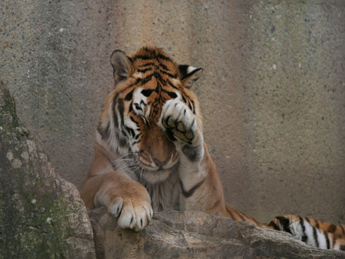[做梦梦见了跟老虎玩了是怎么回事]做梦梦见了跟老虎玩了，是怎么回事呢