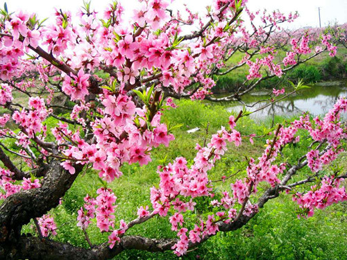 【孕妇梦见桃树开花】梦见桃树开花是什么梗