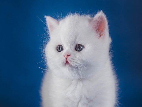 【梦见白猫是什么预兆】梦见白猫怎么解