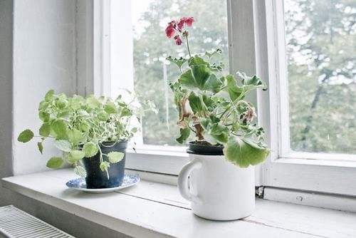 【室外植物盆栽摆放】家居盆栽植物正确的摆放方法
