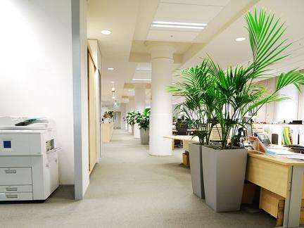 办公室摆什么植物|办公室的植物这样摆有利于旺事业