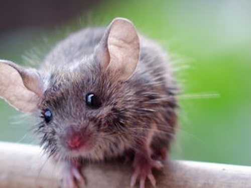不过老鼠在生活中是非常常见的,老鼠出现在家里的时候大家要注意到